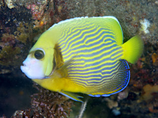 タテジマキンチャクダイの若魚