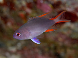 タテスジハタ幼魚