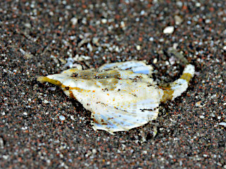 テングノオトシゴ