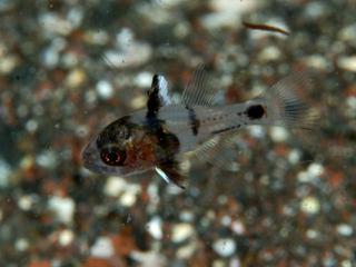 ヨコスジイシモチの幼魚