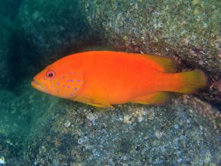 ユカタハタ若魚