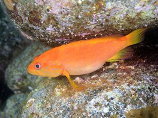 ユカタハタ幼魚