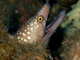 ユリウツボの横顔