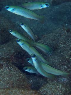 砂地の一角に集まるゼブラハゼ