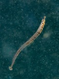カンムリヨウジ