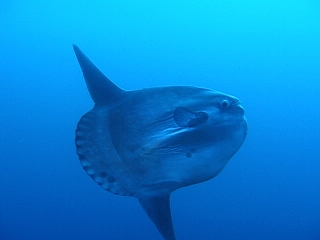 マンボウ