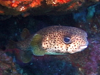 ネズミフグ Izuzuki海の生き物大図鑑 笑