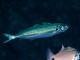 伊豆のアジ図鑑 - Izuzuki海の生き物大図鑑(笑)