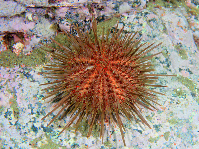 トゲのある植物 - Euhprobia milli