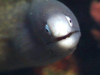 サビウツボ
