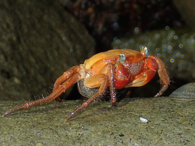 細菌は生き物ですか?
