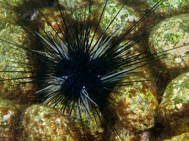 アラサキガンガゼ Izuzuki海の生き物大図鑑 笑