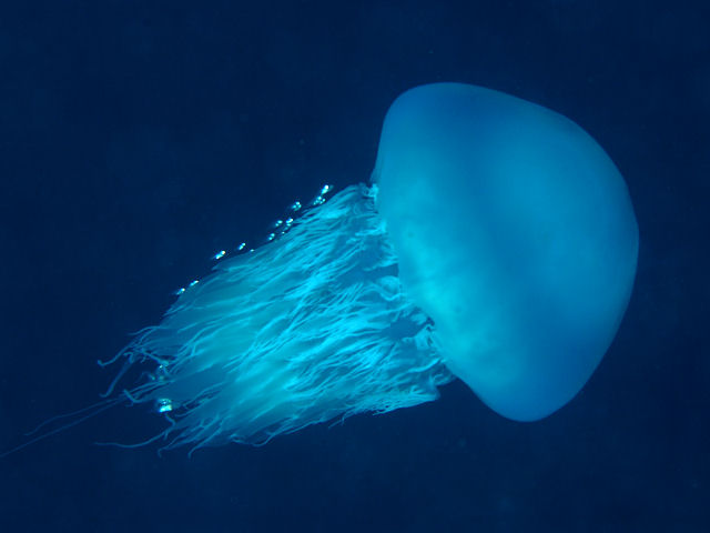 刺さないクラゲ 目玉焼きクラゲ