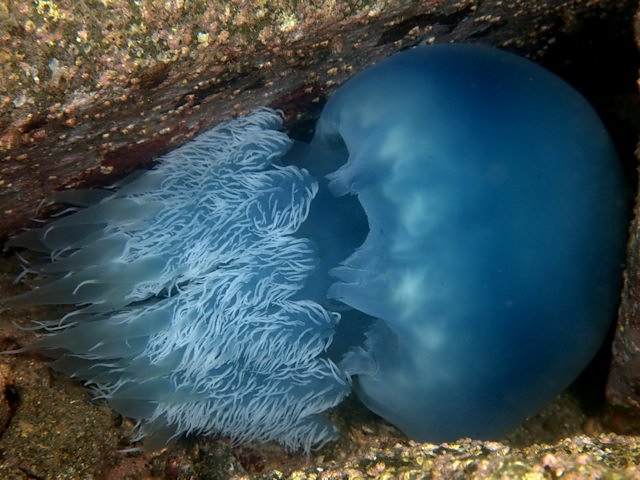 ビゼンクラゲ Izuzuki海の生き物大図鑑 笑