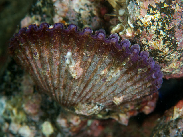 コアラの不思議 - 各コアラはそれぞれ異なる鼻を持っています