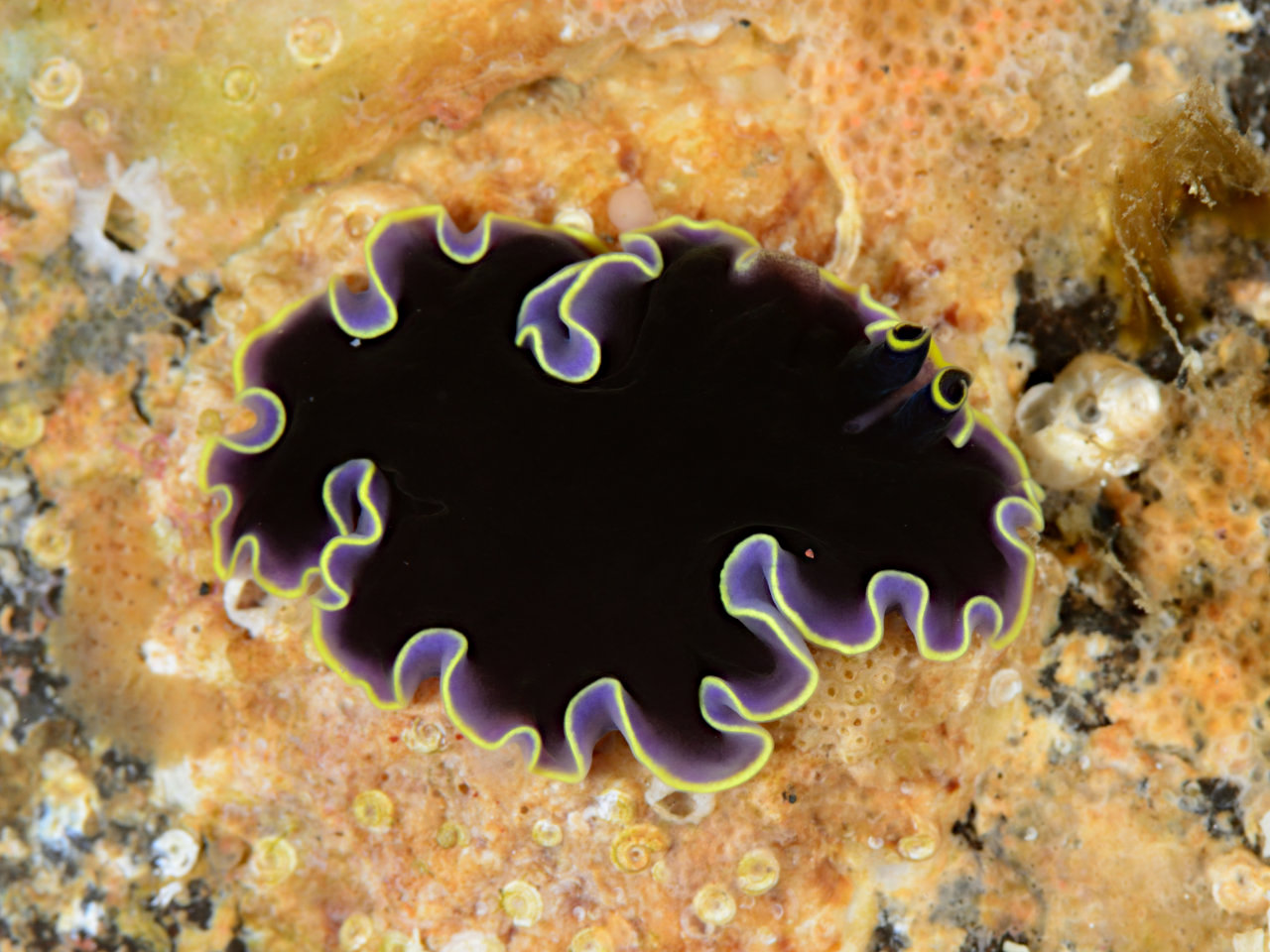 ニセツノヒラムシ属の一種1 - Izuzuki海の生き物大図鑑(笑)