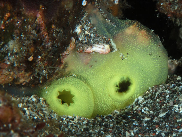 ユウレイボヤの一種1 Izuzuki海の生き物大図鑑 笑