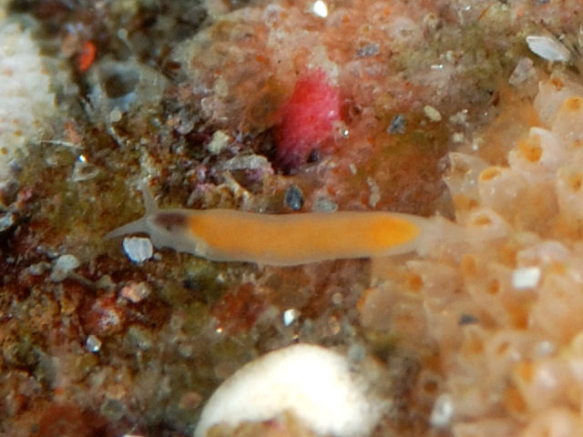 イイジマナメクジムシ Izuzuki海の生き物大図鑑 笑 イイジマナメクジムシ Izuzuki海の生き物大図鑑 笑