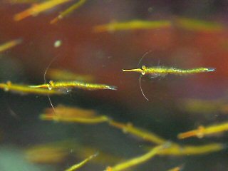 23 種類のゼラニウム - 派手な花を咲かせるゼラニウムの一種、ゼラニウム サンギネウム L.