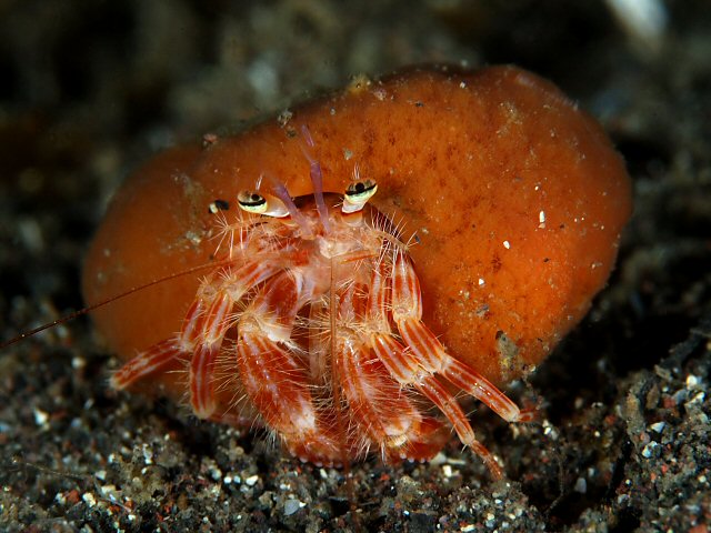 イトヒキヤドカリ Izuzuki海の生き物大図鑑 笑