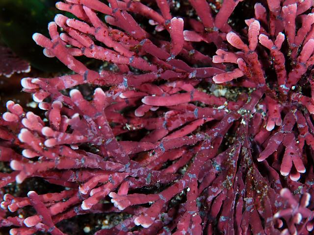 チャメドレアのケア - チャマドレアの葉が枯れてしまったのですが、なぜですか?