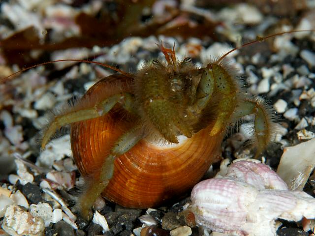 アグラオネマ: ケア