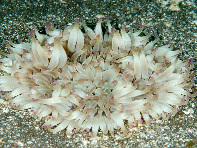 イソギンチャクの特徴、種類、餌付け - イソギンチャクに刺された場合の対処法