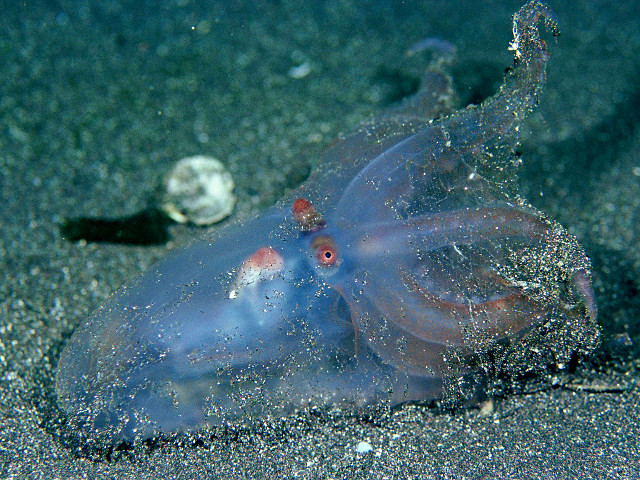 クラゲには目があるのでしょうか? - クラゲには目が何個ありますか?