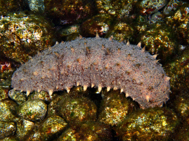 マナマコ Izuzuki海の生き物大図鑑 笑