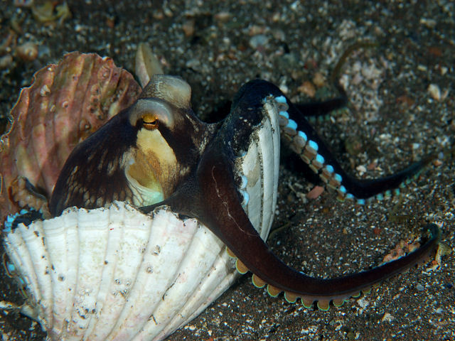 タコの種類 - 擬態ダコ (Thaumoctopus mimicus)
