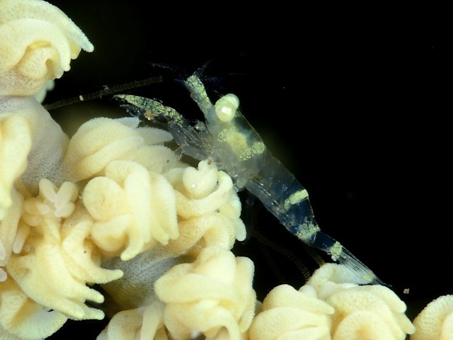 子どもにとって海はなぜ青いのか - 子どもにとって色とは何なのか