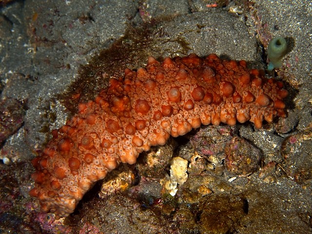 カラテア・マコヤナ:手入れ、繁殖、黄葉 - カラテア・マコヤナの特徴