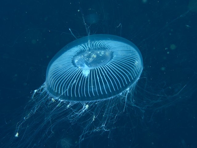 クラゲの部位とその働き