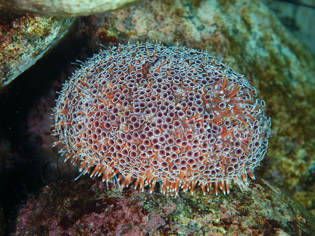 スペインの食用キノコ - 死のラッパ (Craterellus cornucopioides)