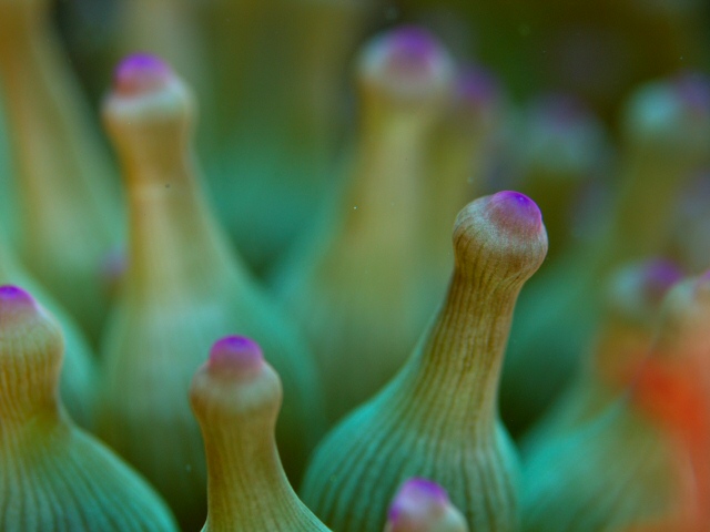 イソギンチャクの特徴、種類、餌