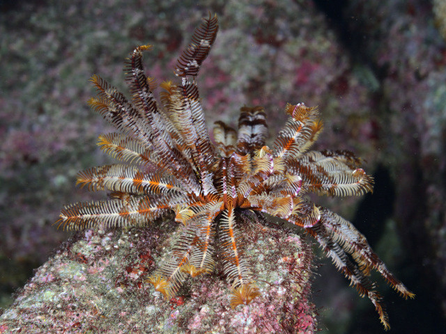 ハイエナの種類 - シマハイエナ