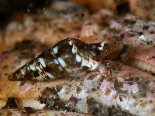 グアナファトの絶滅危惧動物 - シラウサギ (Lepus callotis)