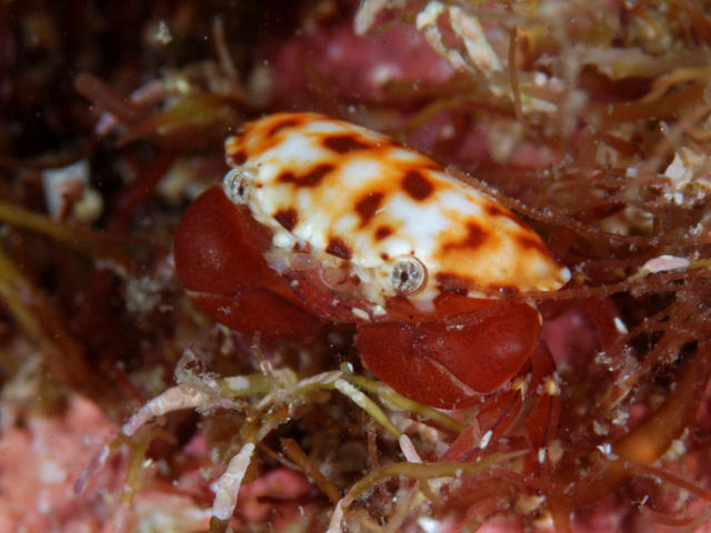 庭園を生物多様性の楽園に変える - 石の下に避難所を作る