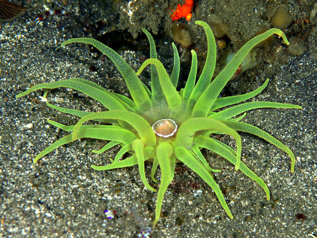 刺胞動物:特徴と例 - 刺胞動物の種類