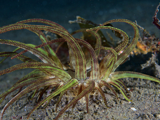 イソギンチャクの特徴・種類・餌 - イソギンチャクの餌