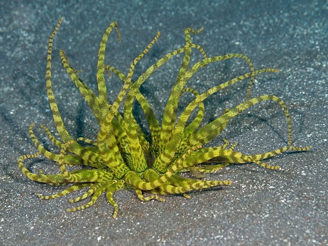 刺胞動物: 特徴と例 - 刺胞動物の例