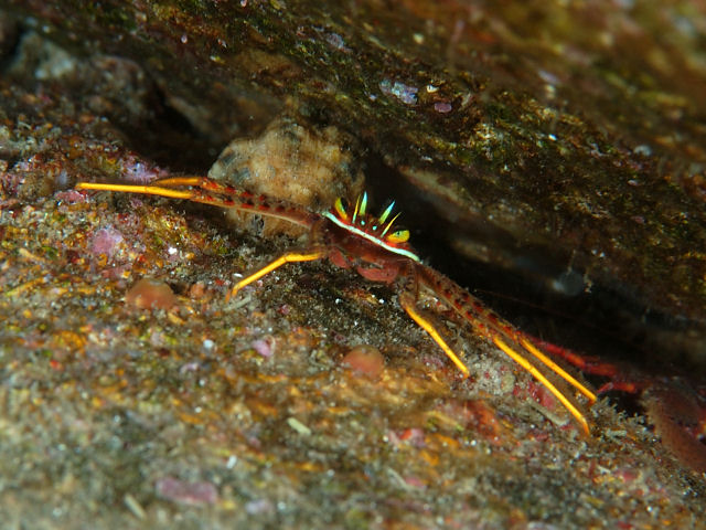 トゲのある植物 - アガベ アメリカーナ