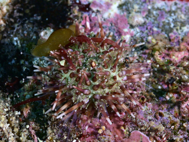 トゲのある植物