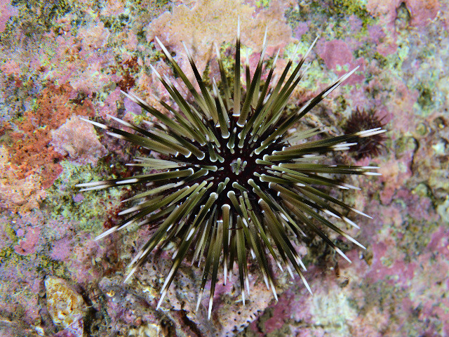 ツマジロナガウニ Izuzuki海の生き物大図鑑 笑