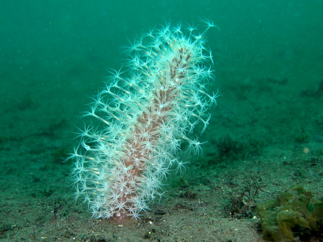 深海の動物 - ウミグモ (Pycnogonida)