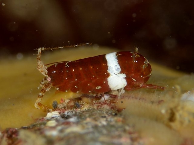 水中のポトス:手入れ、繁殖、黄色の葉 - 水中のポトスの剪定