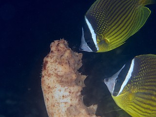 放精中にチョウチョウウオに精子を食われるアカオニナマコ