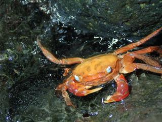 ミモザ アカシアまたはディールバタ アカシア: お手入れ - ミモザまたはディールバタ アカシアの水やり