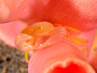 ベニサンゴガニ