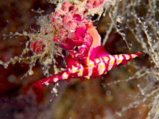 ベニキヌヅツミ